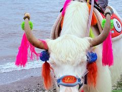 -青海湖国家重点风景名胜区
