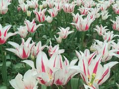 -洛阳郁金香牡丹园