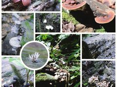 -西双版纳原始森林公园