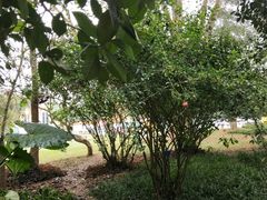 -中国科学院西双版纳热带植物园