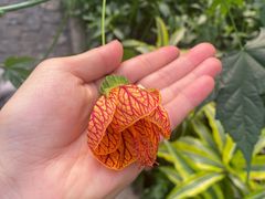 -南宫五洲植物乐园
