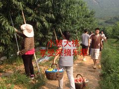 -小慧大桃观光采摘园