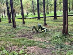 -黄海国家森林公园