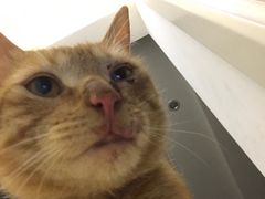 -艾贝尔宠物医院·24H转诊中心·肿瘤猫专科(江宁双龙店)