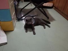 -瑞派动物医院·绝育·犬猫全科·预防医学(光景江南中店)