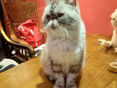 -猫色咖啡·猫咖