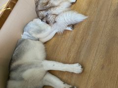 -Husky Go! 哈士奇体验馆·宠物咖啡厅狗咖