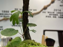 -澜沧古茶·商务茶馆(萧山人民广场店)