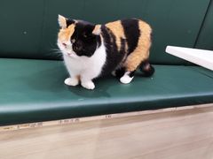 -安格丽娜·狗咖·猫咖羊驼咖(春熙路百盛商场店)