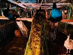 -西双版纳融创皇冠假日度假酒店