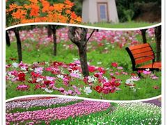 -洪湖湿地生态园