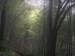 -西湖风景区十里琅珰-五云山