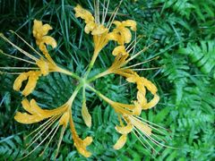 -黄海国家森林公园