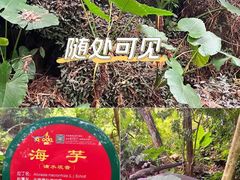 -呀诺达热带雨林