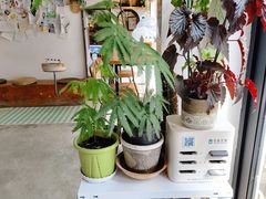-吉丁鸟咖·异宠·寄养