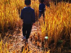 -前小桔亲子创意农场·草莓采摘·露营烧烤