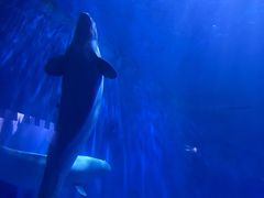 -多彩贵州城极地海洋世界