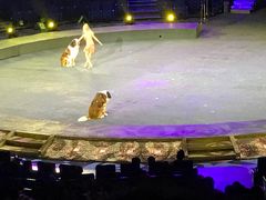 -珠海横琴长隆《卡卡虎奇遇记》