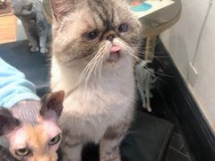 -猫色咖啡·猫咖
