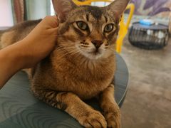 -喵屿·大理花园猫咖