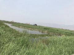 -哈素海