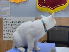 -瑞派名望24h动物医院异宠专科·猫专科·骨科·重症监护分院