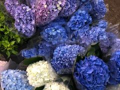 -双季花艺园艺市场(浦东店)