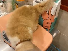 -瑞鹏宠物医院·骨外科·心肾科·肿瘤科(九亭店)