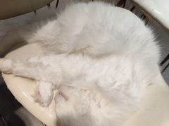 -飞行喵MR PILOT|猫舍·猫咖(静安大融城店)