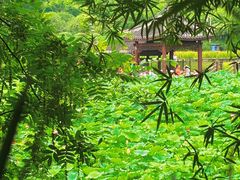 -龙头寺公园