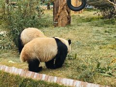 -五龙山野生动物王国