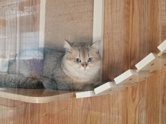 -老吴的猫·猫舍(新区店)