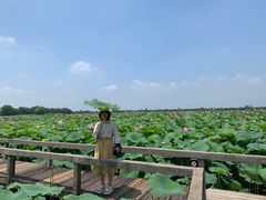 -洪湖生态旅游区