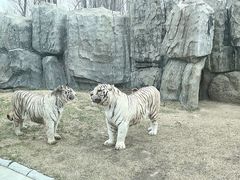 -北京野生动物园