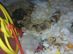 -雨林宠物医院 非犬猫异宠专科