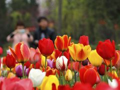 _MG_9544-洛阳郁金香牡丹园