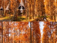 -黄海国家森林公园