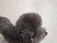 -谐和益家动物医院·免疫绝育·血液透析·宠保定点医院(高新伊藤分院)