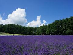 -富田农场
