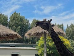 -北京野生动物园