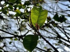 -上海滴水湖皇冠假日酒店