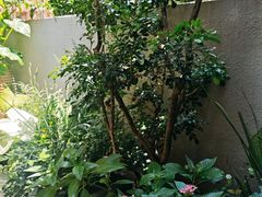 -缘生态云南菜·野生菌庭院餐厅(华侨城店)