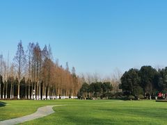 -合肥滨湖国家森林公园