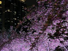 -西北湖绿化广场