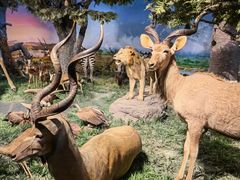 -国家自然博物馆