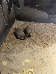 -酷嗒动物文化乐园(cutezoo西溪乐天城店)