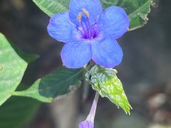 -深圳仙湖植物园