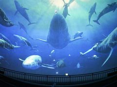 -烟台海昌鲸鲨海洋公园