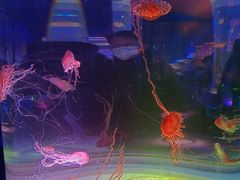 -上海海昌海洋公园