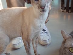 -豆逗聊愈猫阁Easy Life